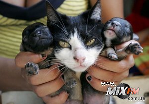 СМИ: В Грузии кошка родила щенка