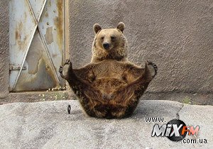 В Финляндии проживает медведица-йог 